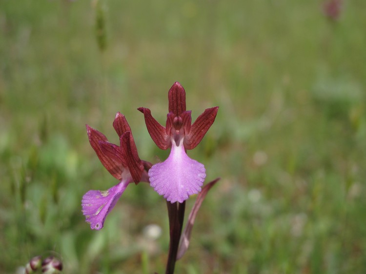 Anacamptis papilionacea